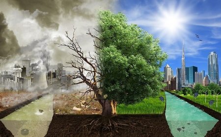Biodiversity and Ecosystem Conservation